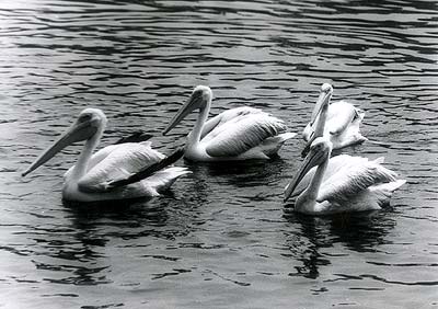 Ducks at the Delhi Zoo