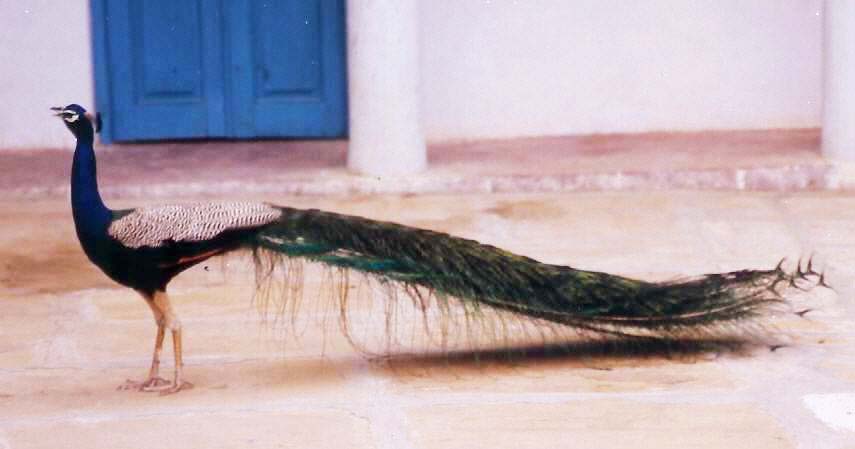 peacock.jpg